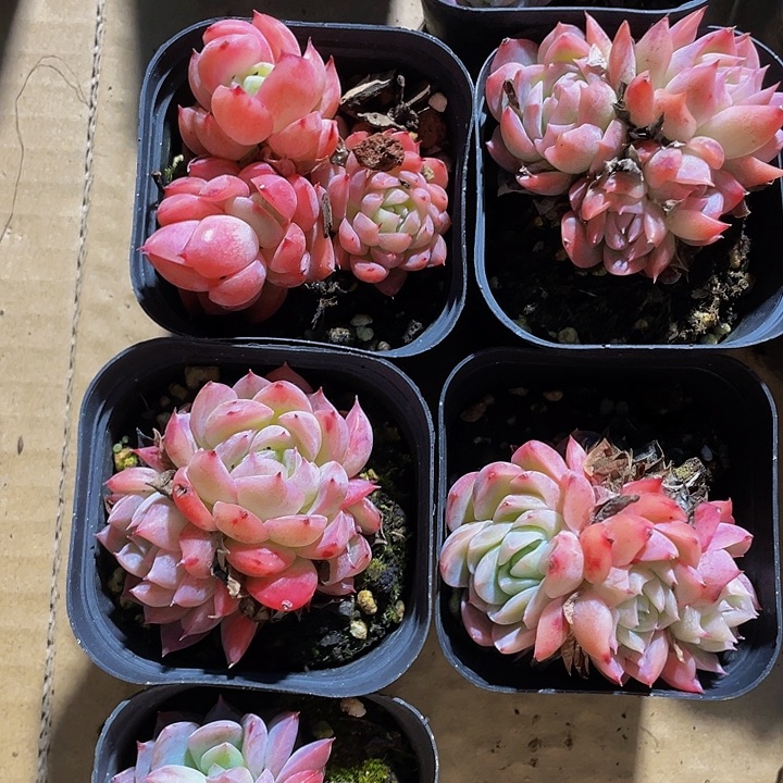 孤星群3.8带盆土