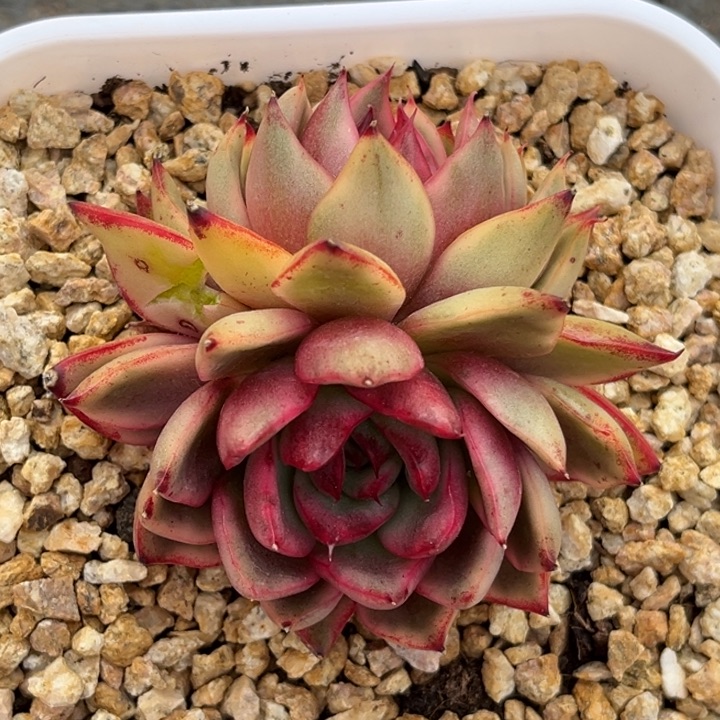 野马冬云锦双头一颗