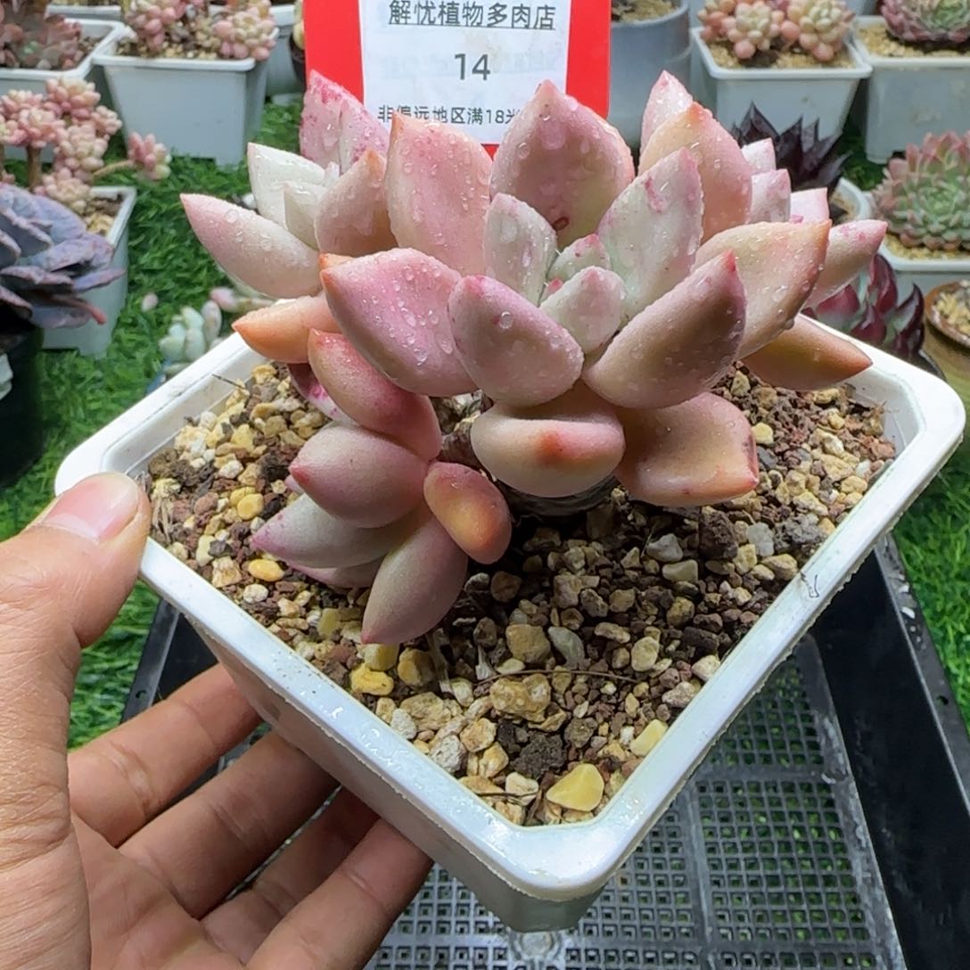 解忧植物多肉编号14