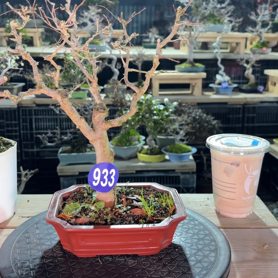 郑***明全场盆景933号包邮