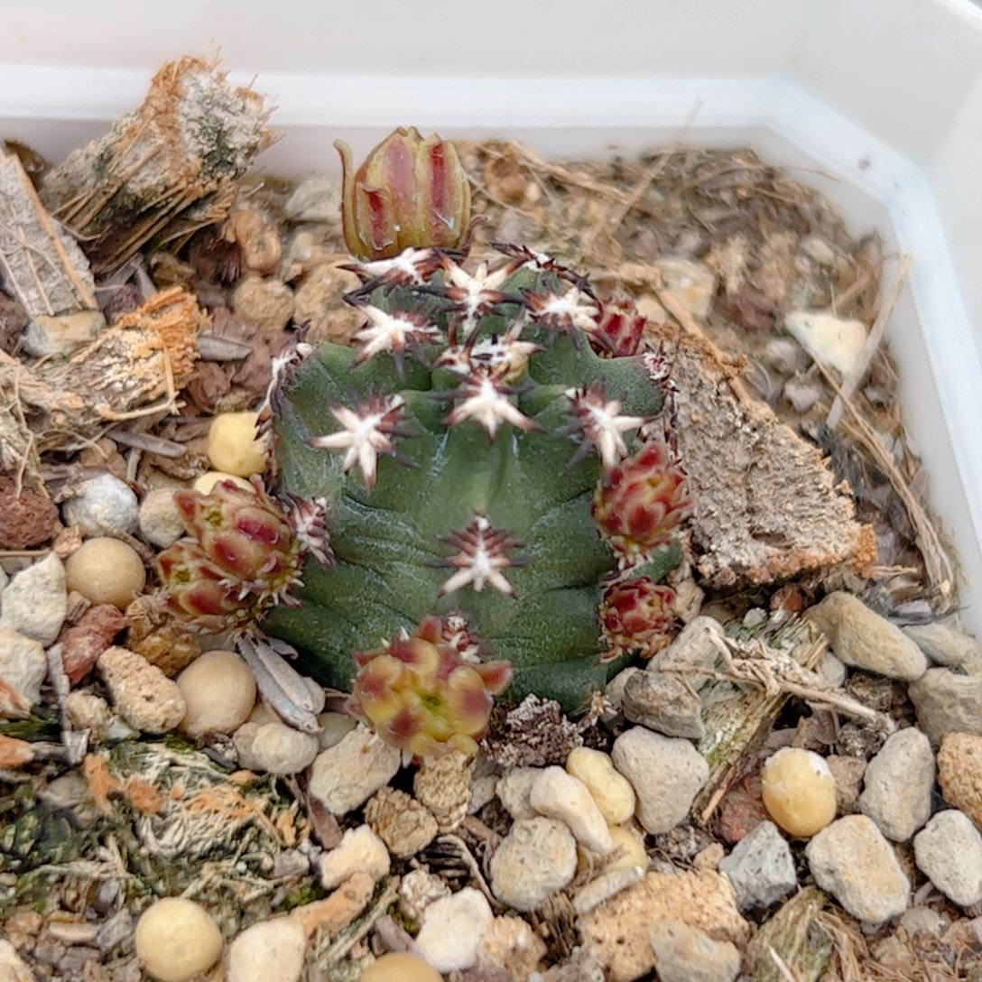 实生 短豪刺期货虾