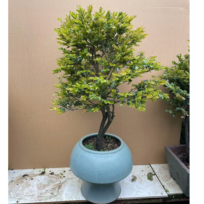 名贵小叶紫檀盆景树桩室内花卉植物办公桌面绿植树苗四季常青盆栽