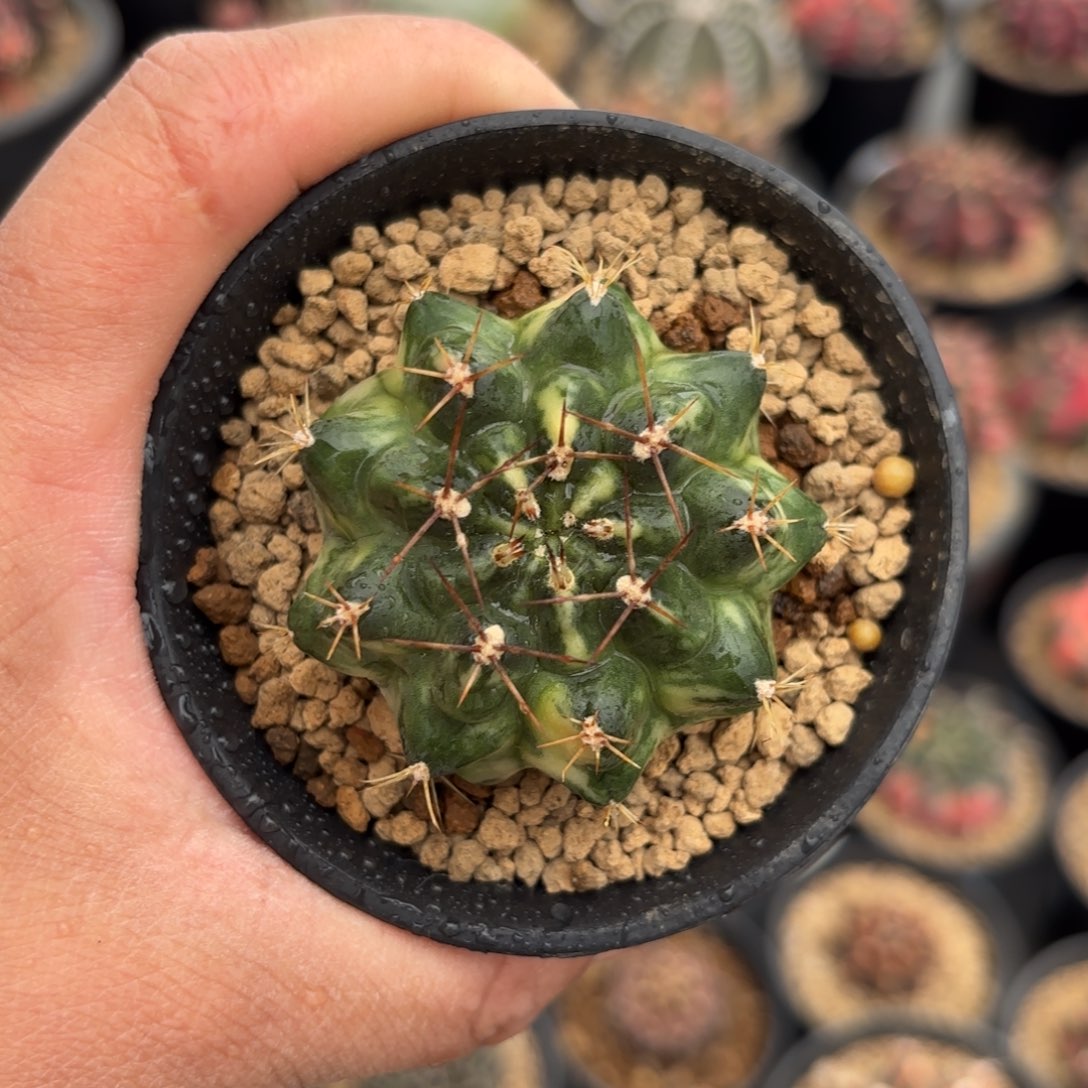 泰系米哈仙人球200