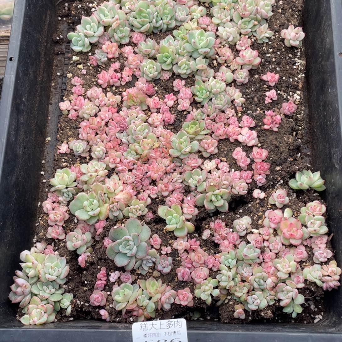 糕大上多肉植物586