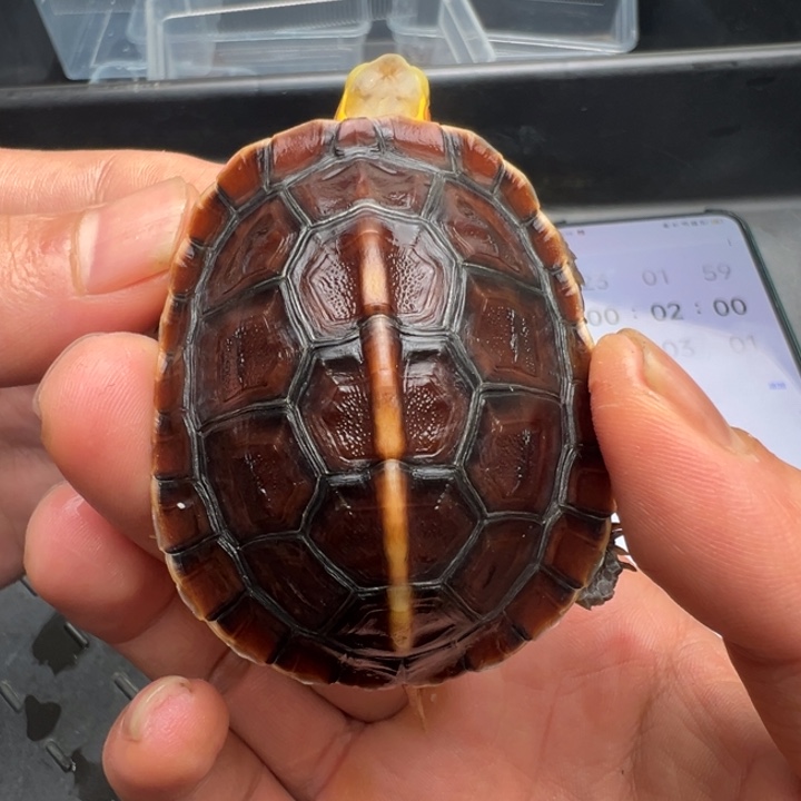 正***轻安安安安安安安安安