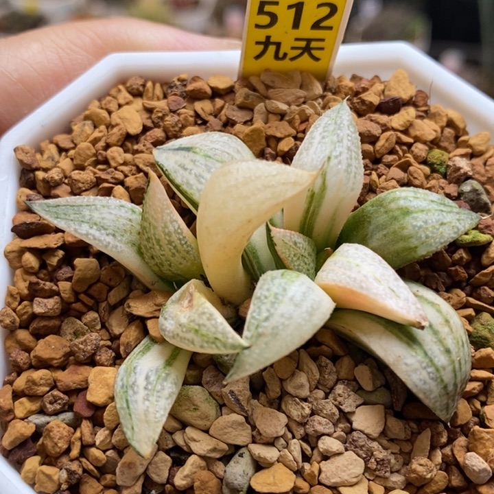 512号特选青蟹锦多肉