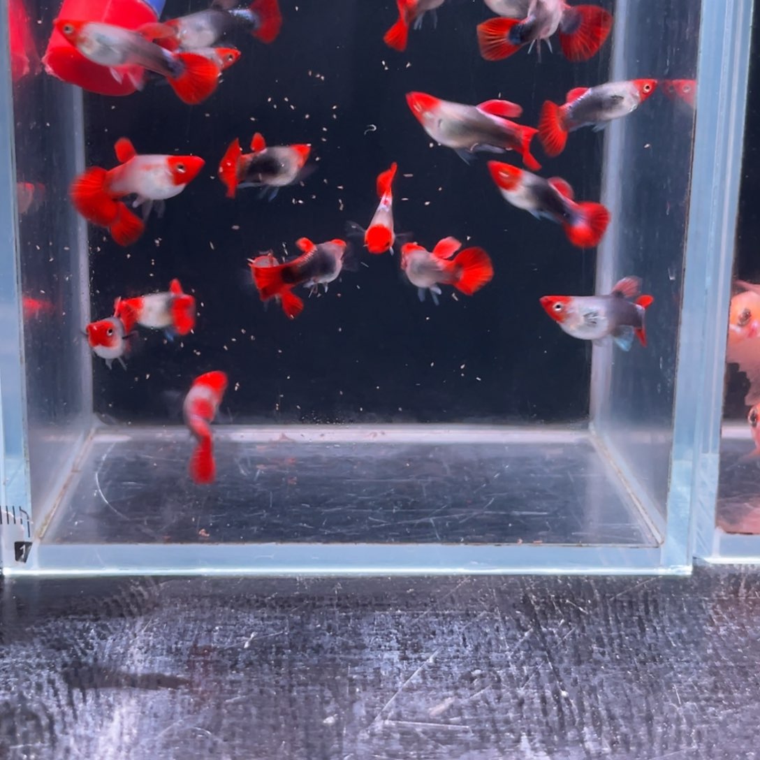 孔雀鱼黑红头苗子10条