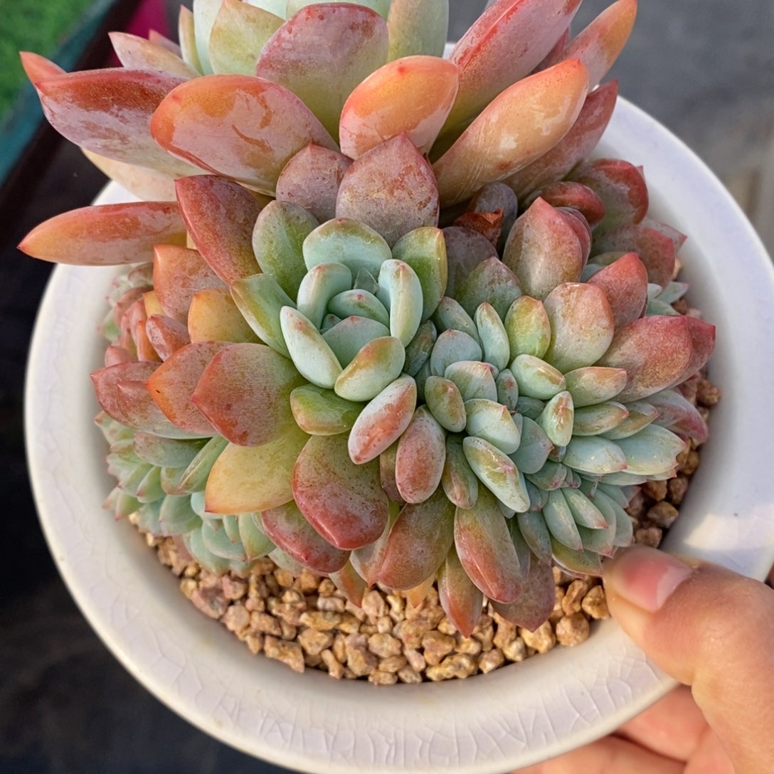 全明星缀化特价出