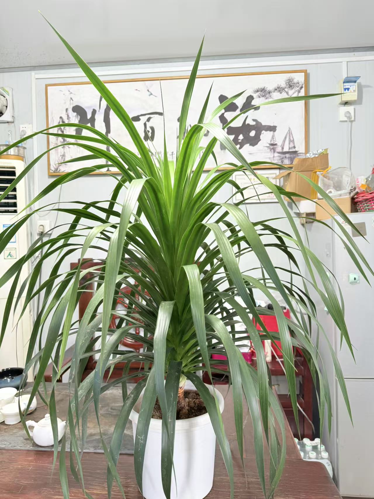 [龙须树]大叶盆栽室内客厅绿植花卉可除甲醛适合懒人新手绿植