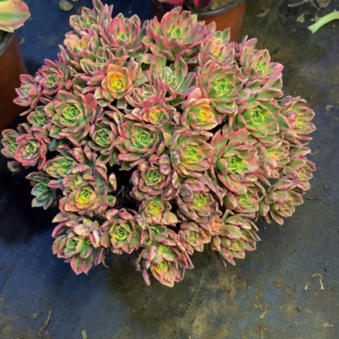 甜茶多肉植物1775