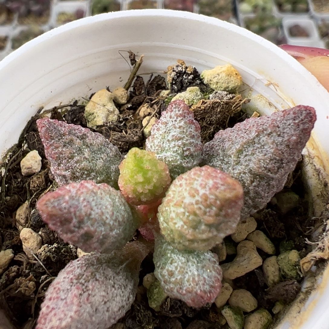 实生新品多肉植物水泡