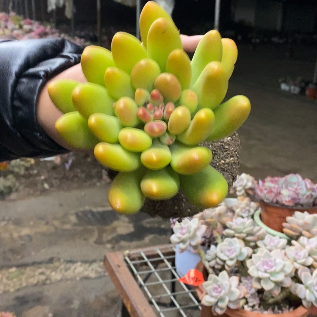 金蝉大单头老桩多肉