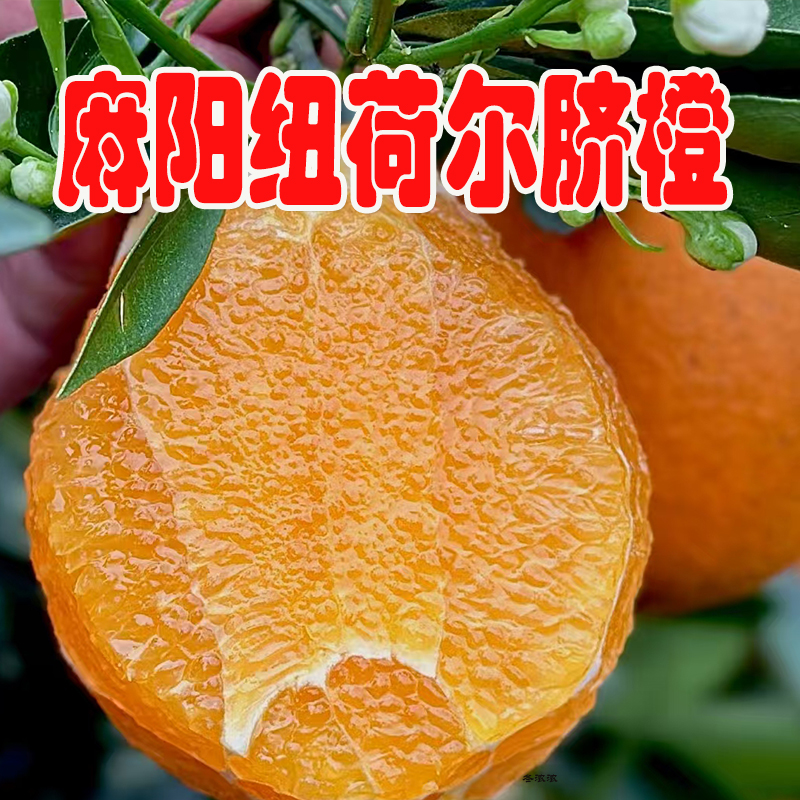 正宗麻阳纽荷尔脐橙新鲜水果现摘现发榨汁专用8分甜2分酸沙田柚