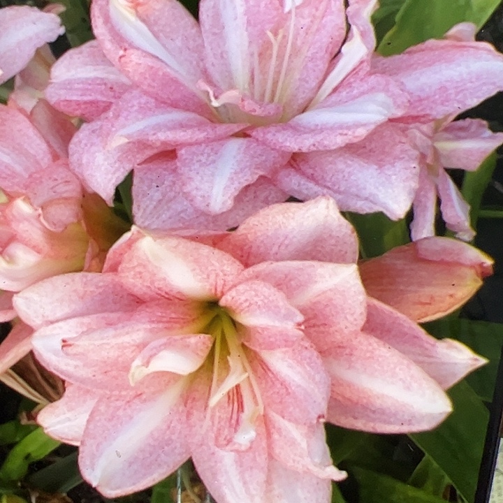 朱顶红584星光开花球6cm+