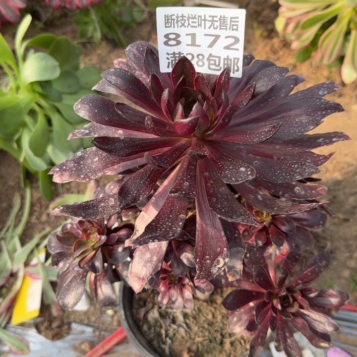 8172三号棚火凤多肉c