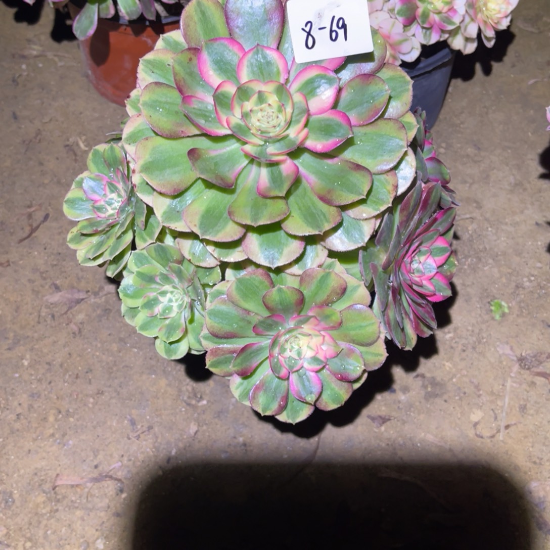 12-8-69玉姿法师锦