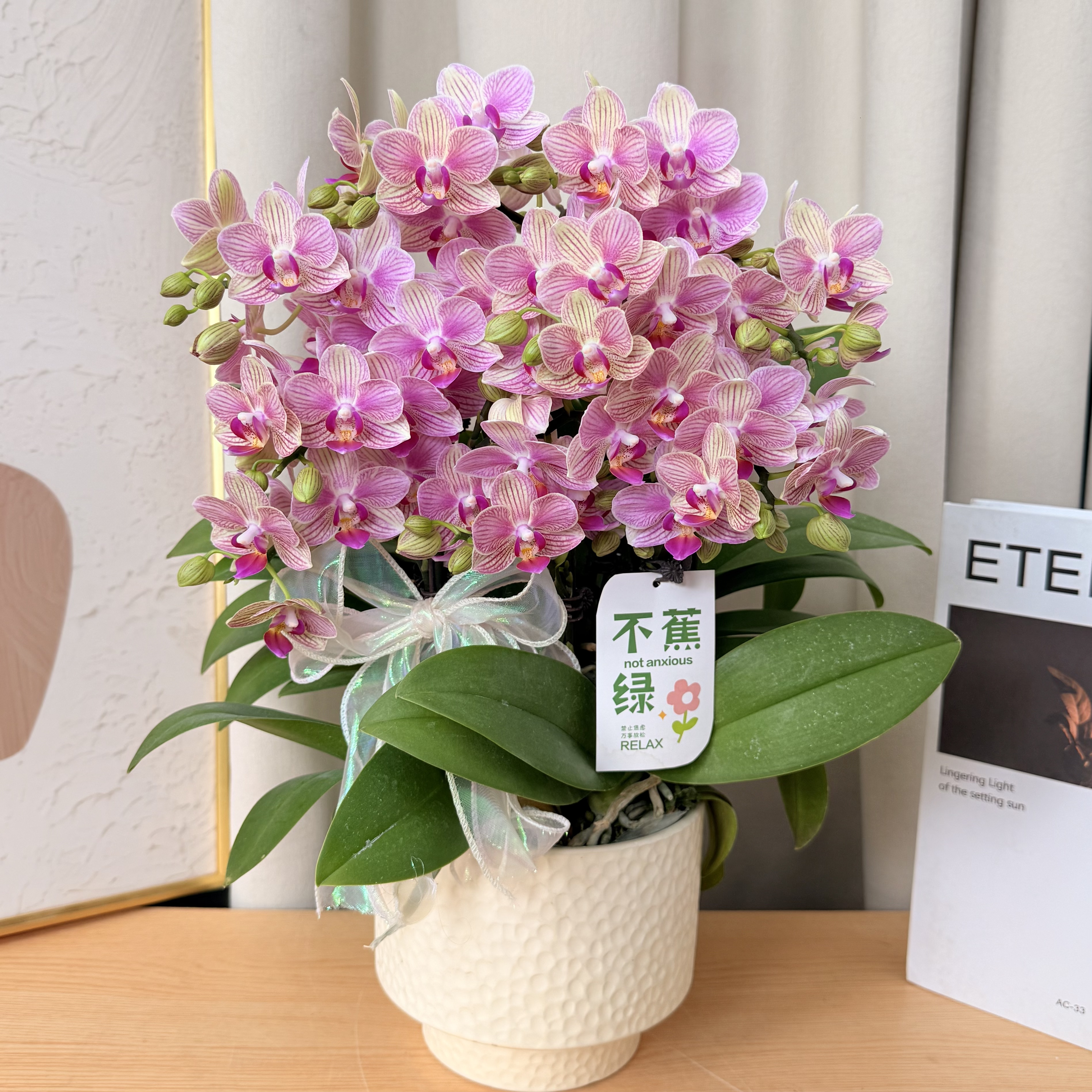 蝴蝶欗《波罗》爆花量 一花观三色 超厚蜡质花 新手友好花花