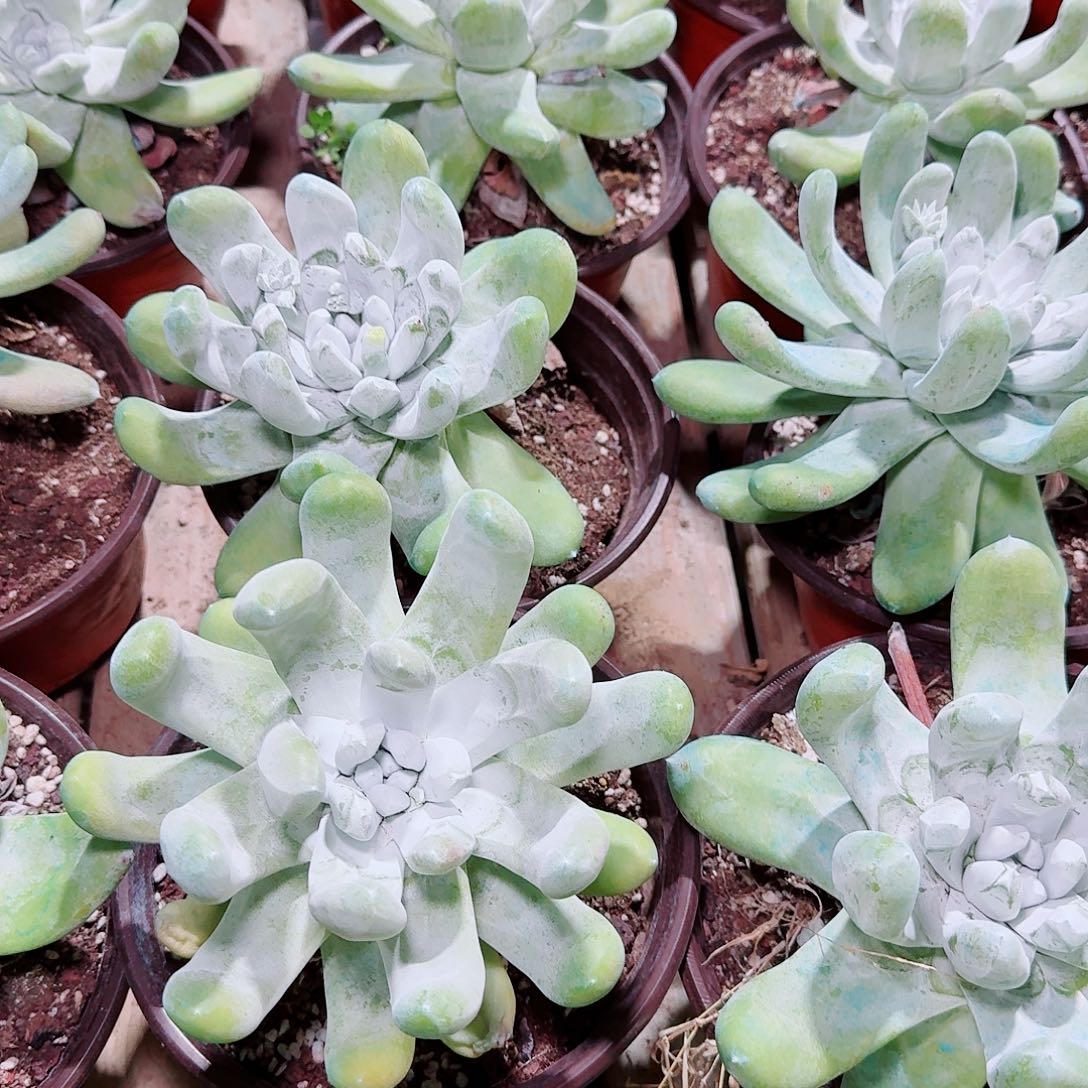 拇指仙女杯多肉一颗随机发