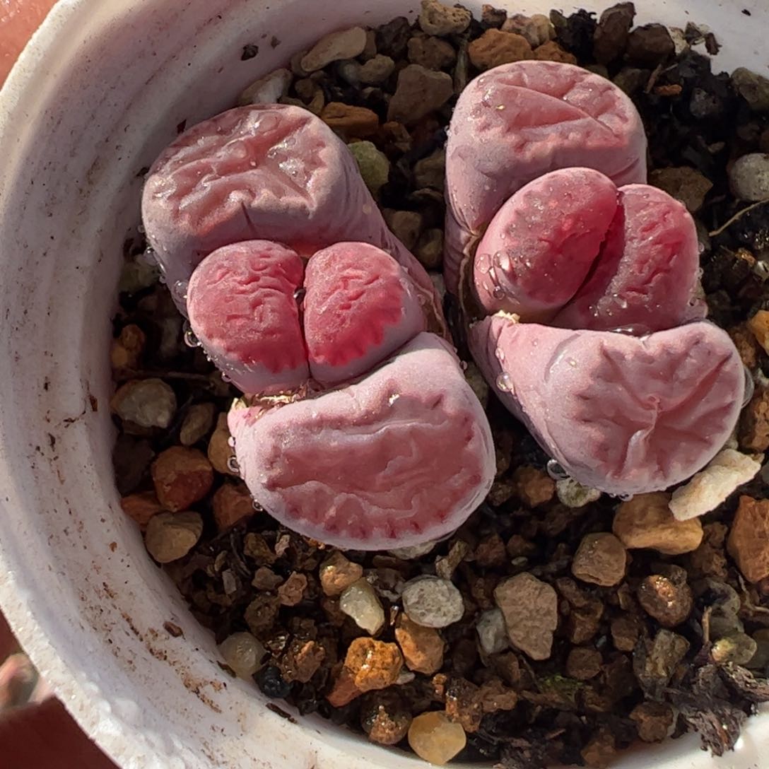 482多肉植物百科