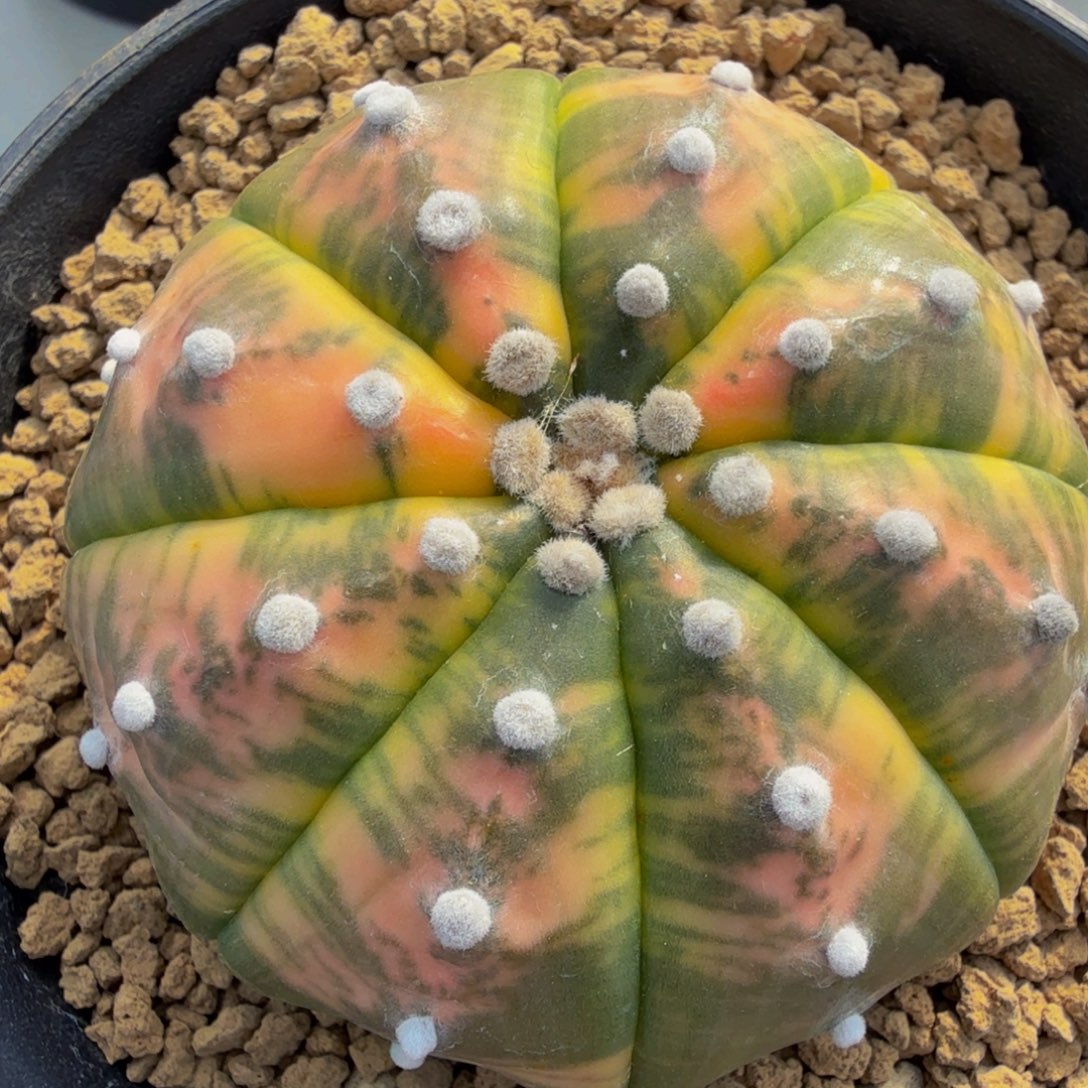 捡漏 彩虹锦小兜苗子