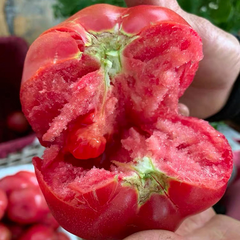 四川现摘露天自然熟粉果沙瓤西红柿蔬菜新鲜番茄酸甜多汁果味浓郁