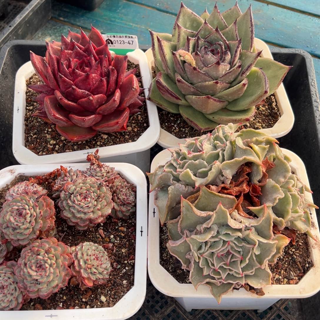 从前慢多肉精选编号0123.47