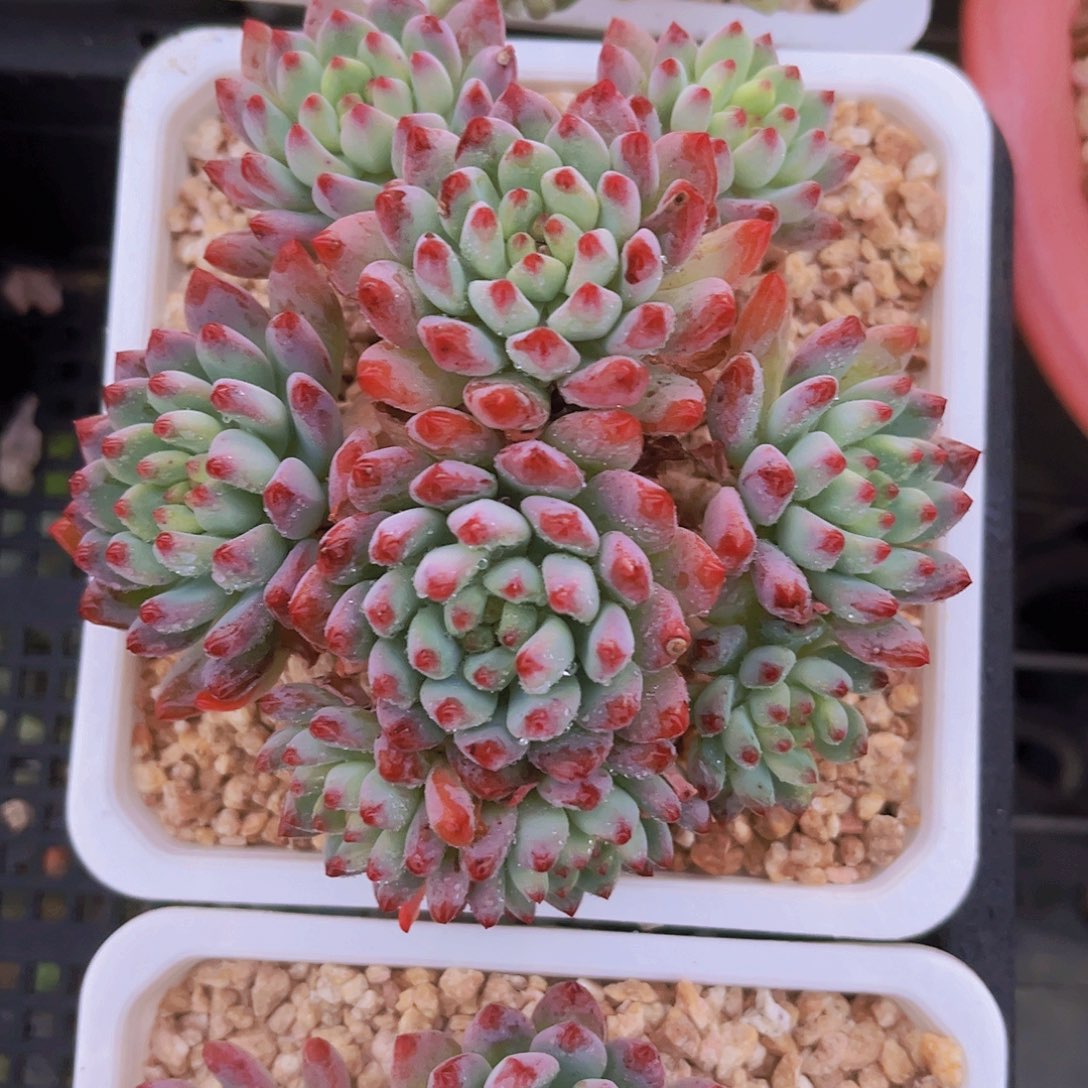 蓝苹果11公分999888888