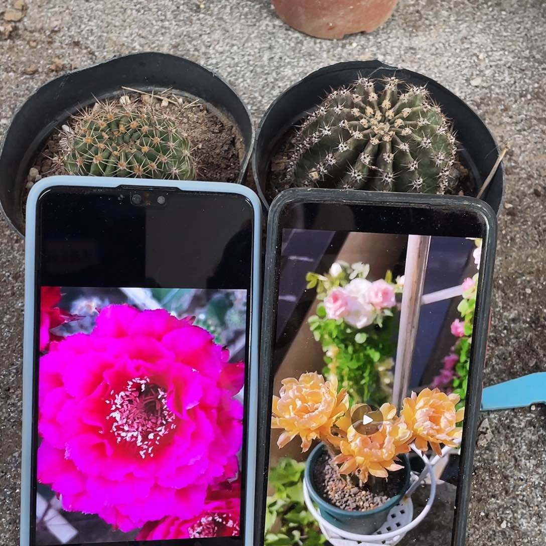 月轮和依然自根球