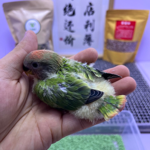 精品红头绿闪母K98733-牡丹鹦鹉