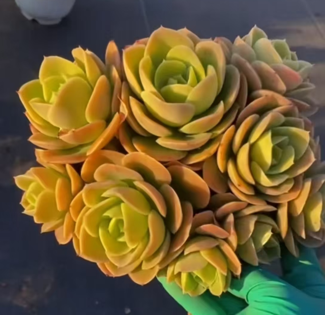 多肉植物综合链接图片仅供参考