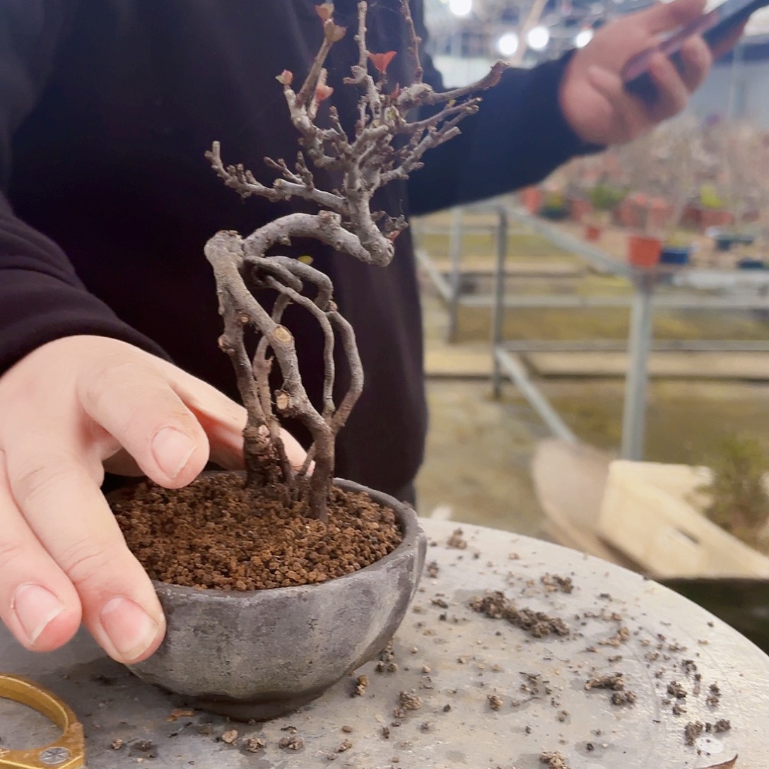 大***0无花朵红花一号长寿梅