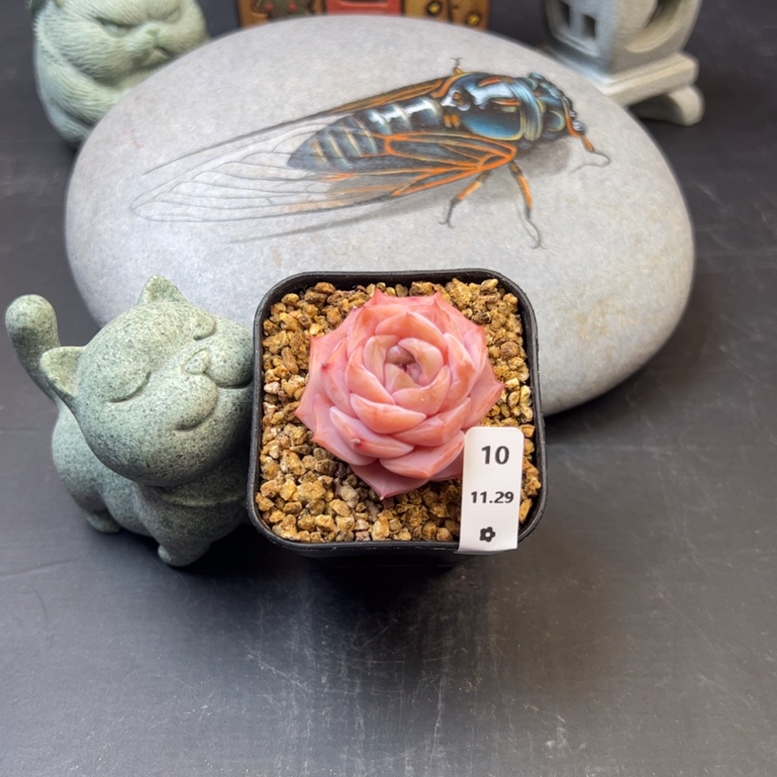 好好看10、哈哈哈哈哈