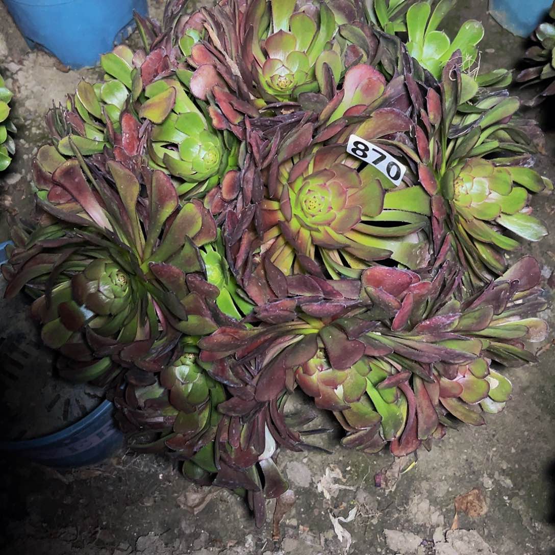 法师法师13-41包邮法师