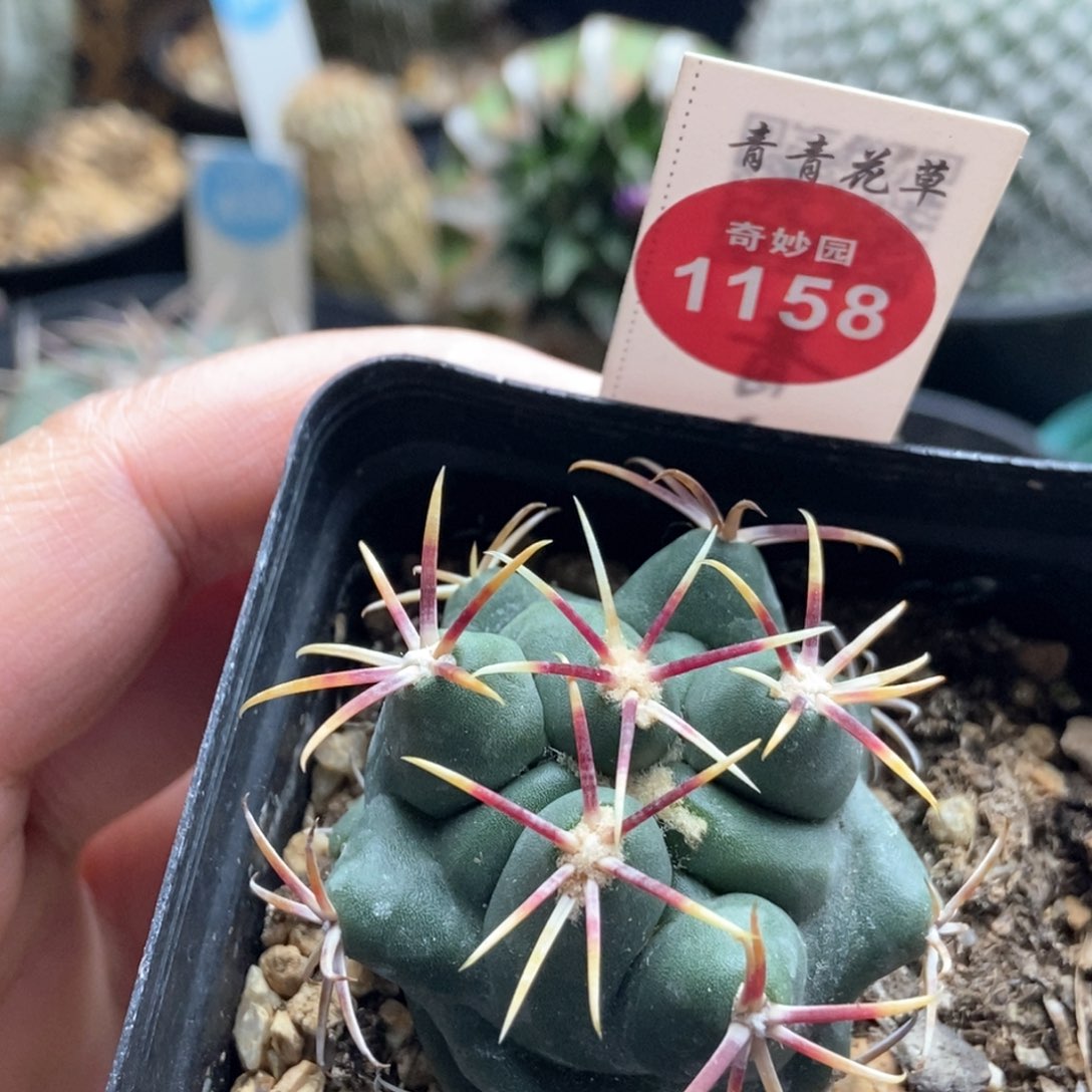 实生豪刺大红鹰4cm