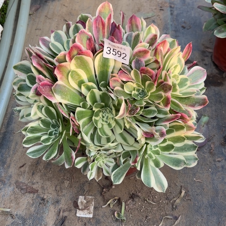 白凤多肉法师3592