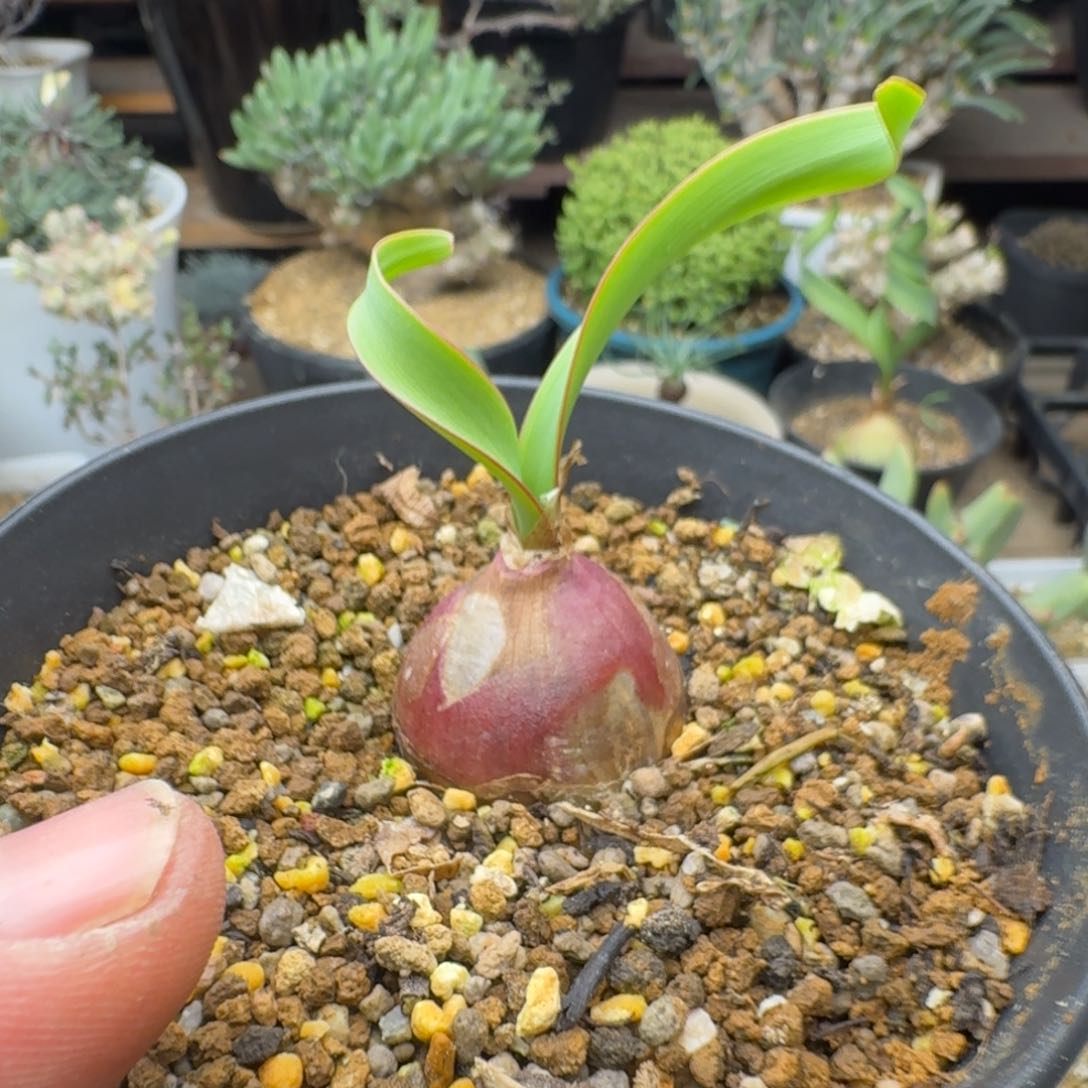 卷叶垂筒花多肉。   