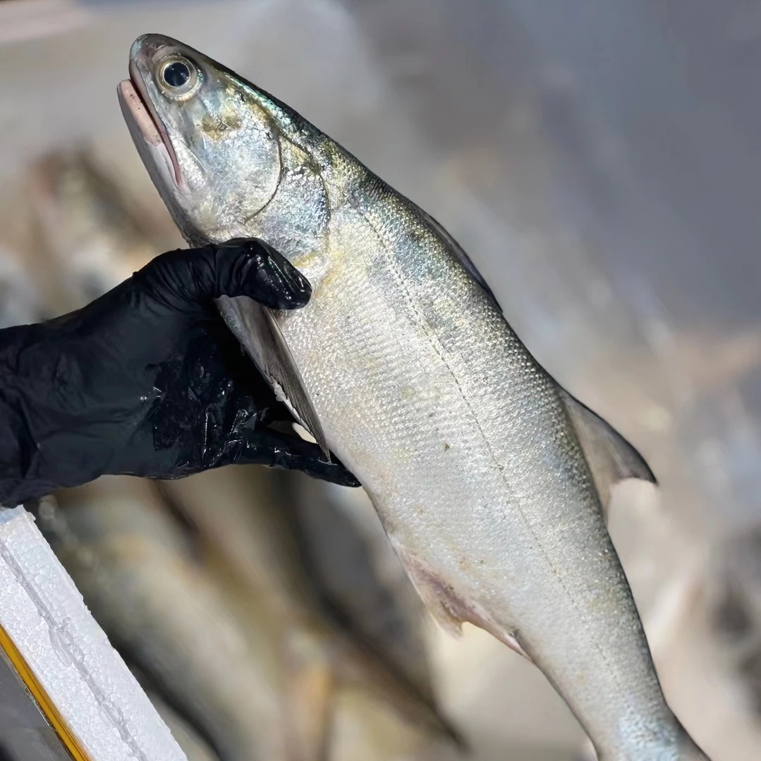 舟山野生新鲜马友鱼 午鱼 章跳 四指马鲅各规格现称现拍顺丰包邮