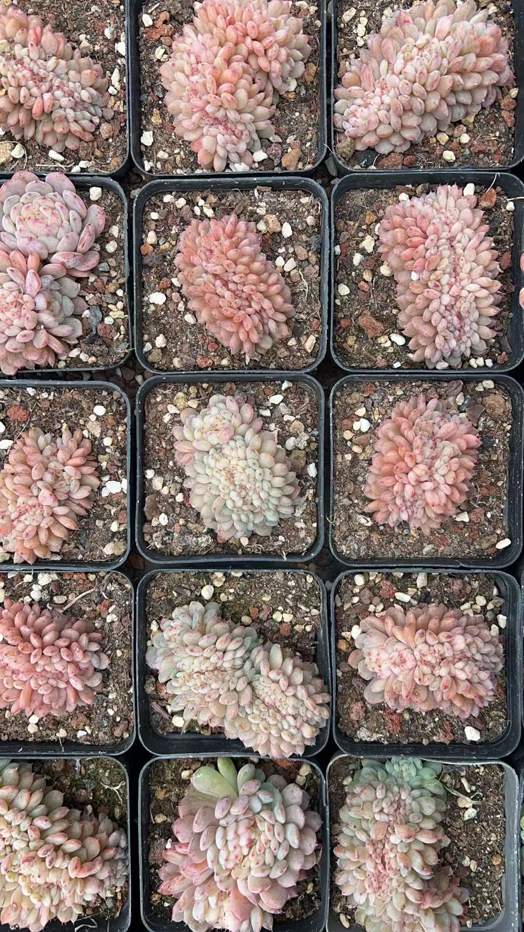 小胖子缀化   多肉绿植