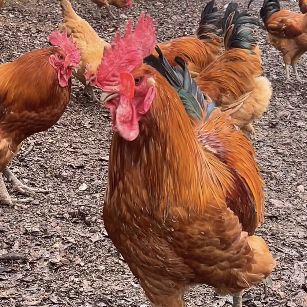 张家界深山散养新鲜现杀跑山老母鸡