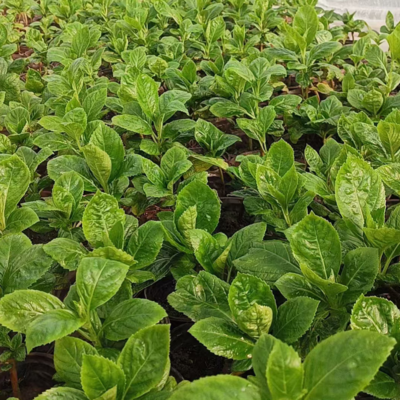 绣球小苗木质化室内外庭院