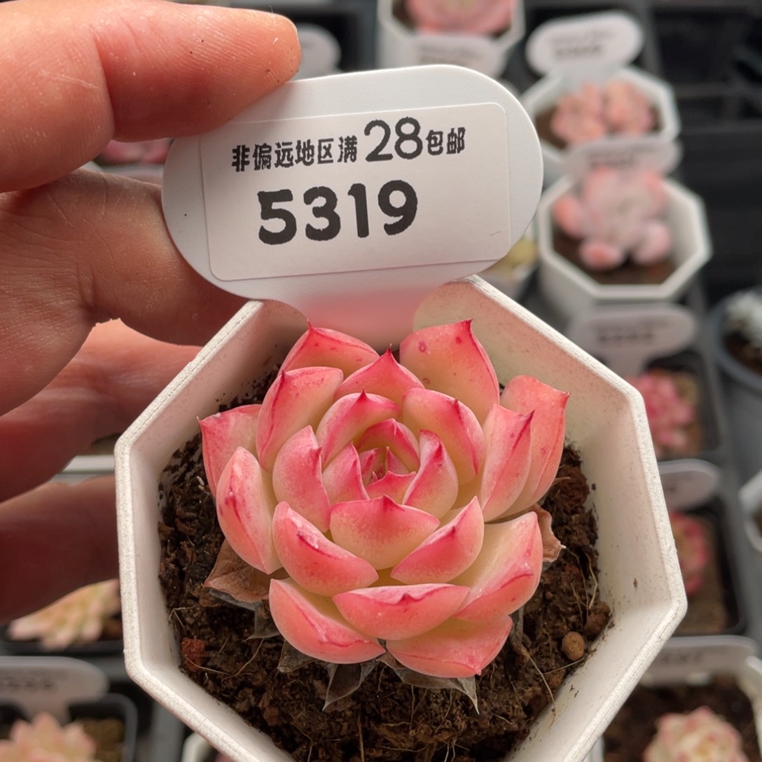 侧影5319-4.5厘米