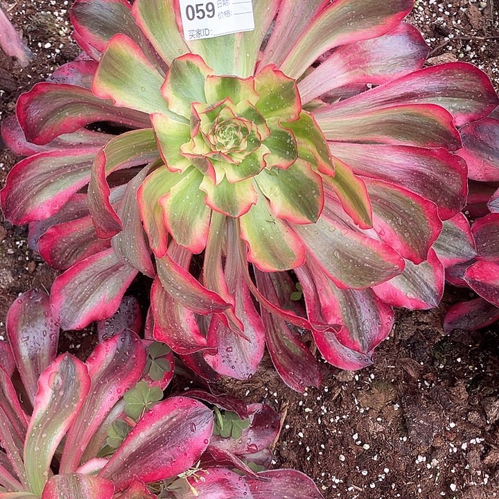 059 多肉法师多肉