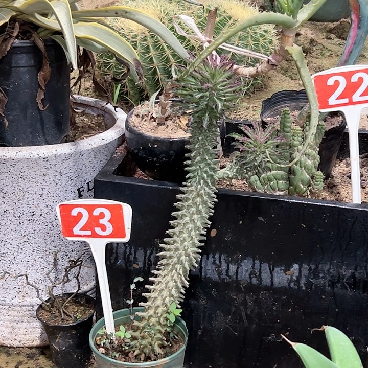 【闪购商品】美*鱼紫云龙