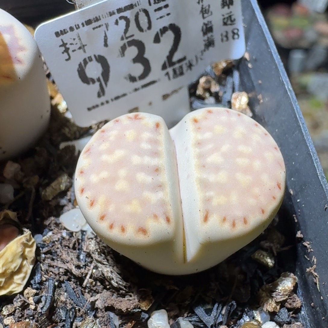 Sss精品便宜出932