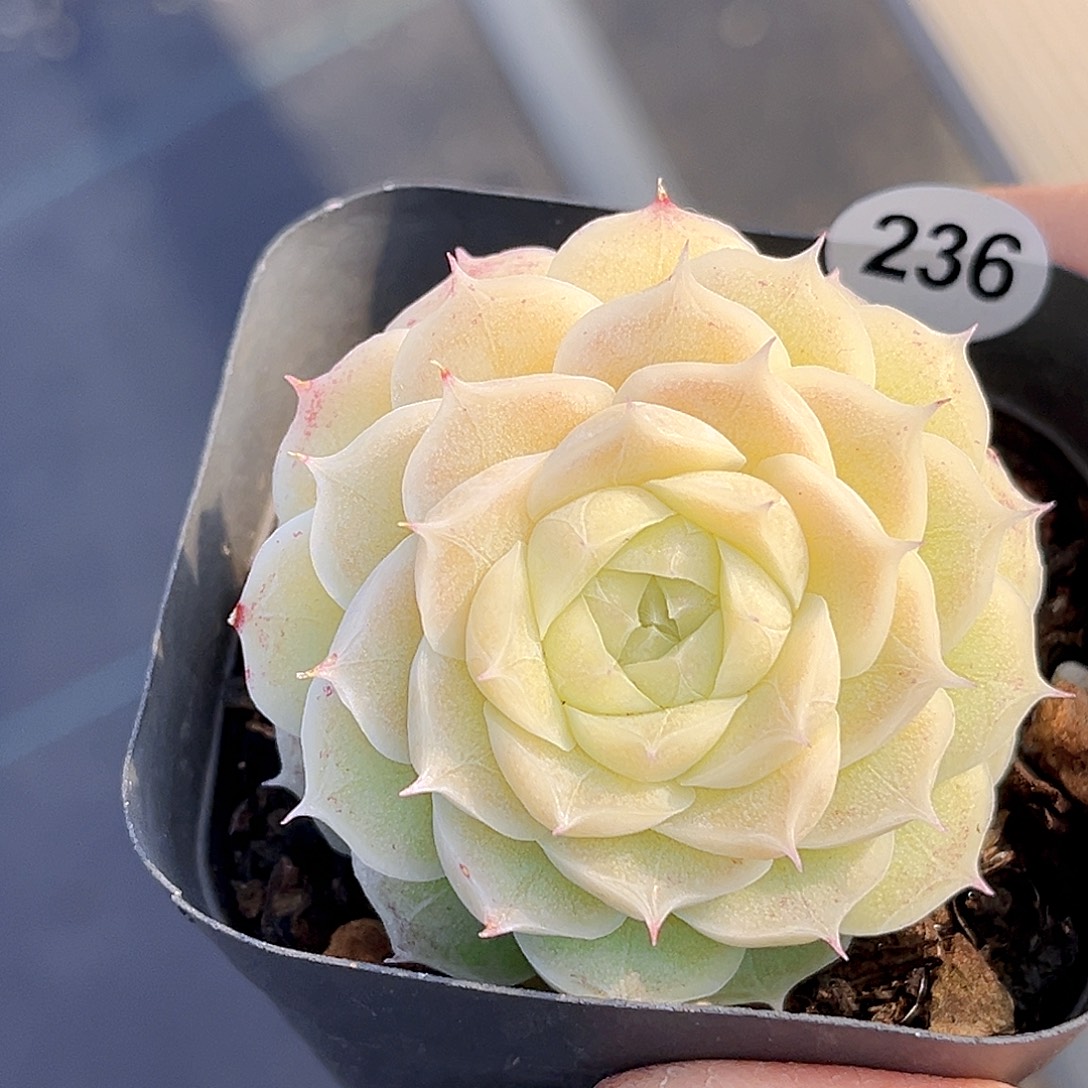 236 冰淇凌虾饺    满18包邮