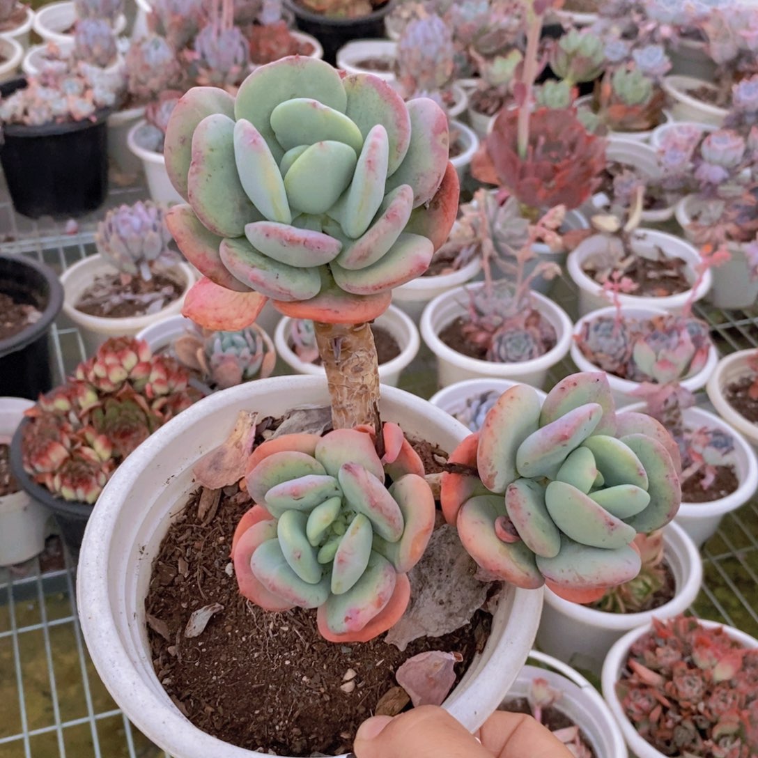 027貂蝉老桩一物一拍