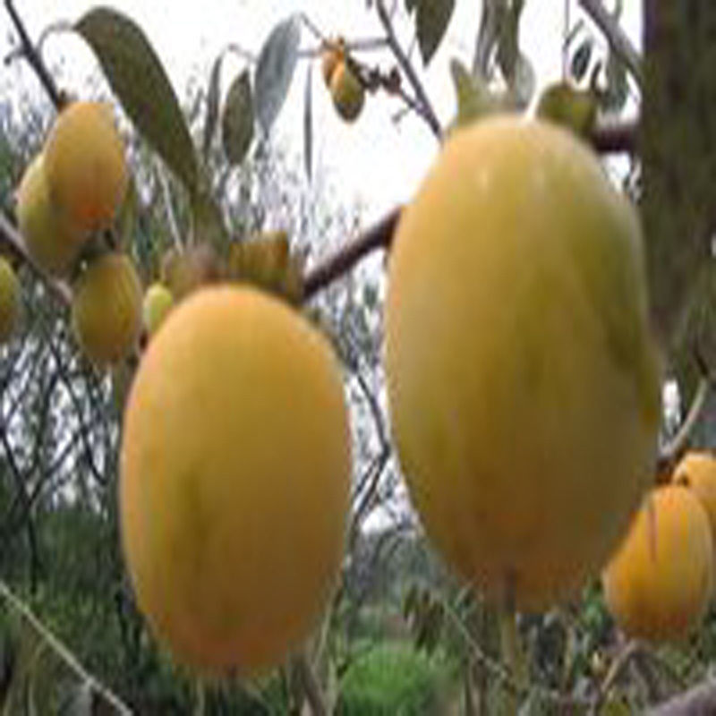 果树苗 罗田甜柿子树苗 罗田柿苗 可直接食用 南北方种植当年结果