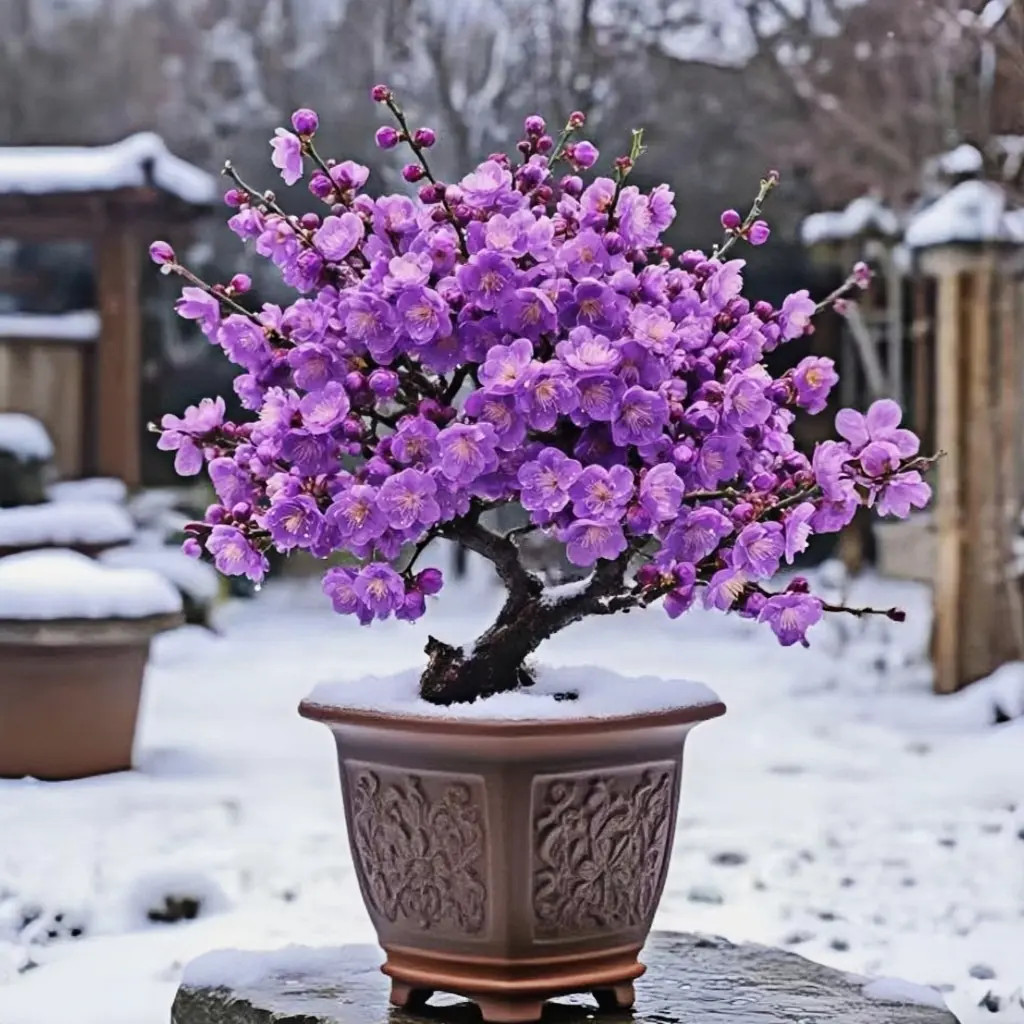 【带芽苞】30天开花浓香型耐寒腊梅花树苗阳台庭院盆栽花卉绿植好养