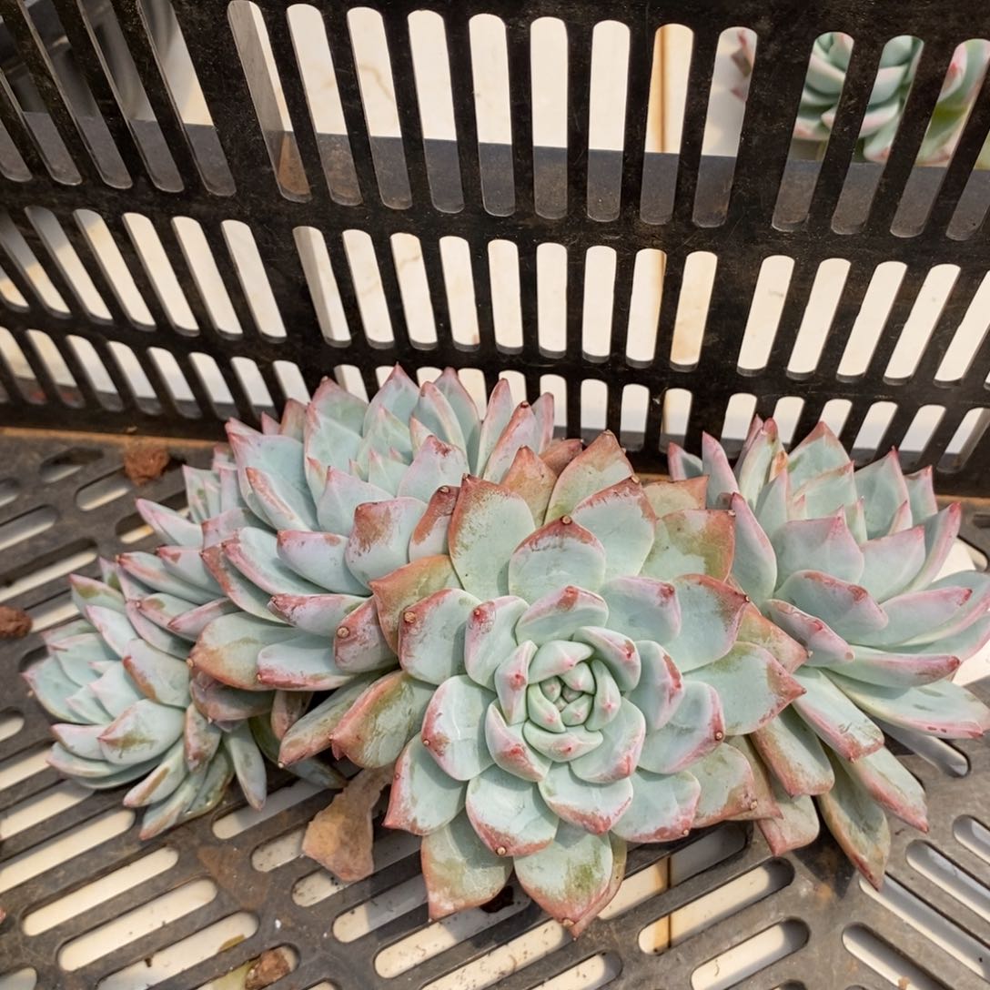 粉蓝鸟群生多肉多肉1267