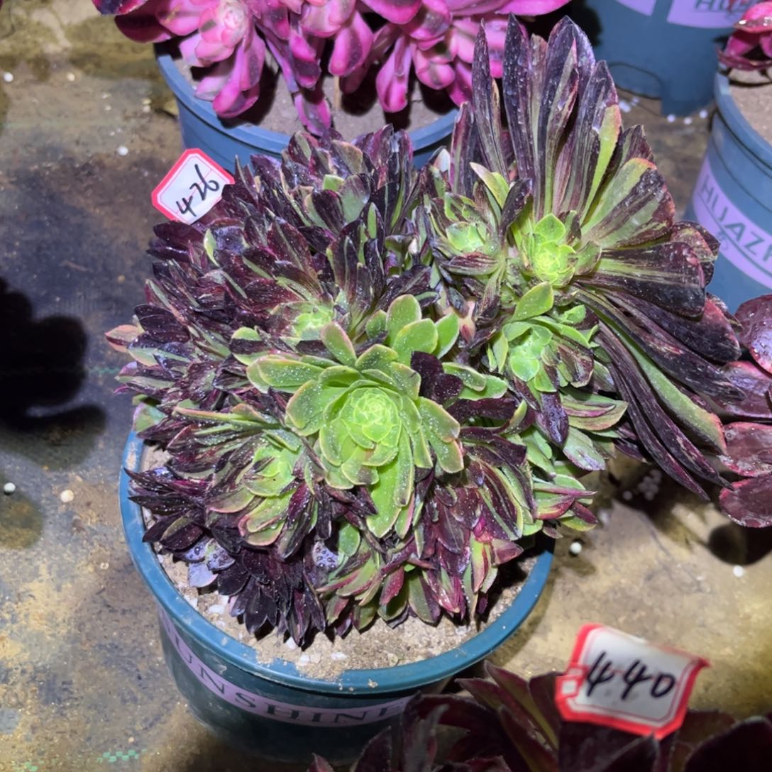 426多肉植物莫兰迪主头不直